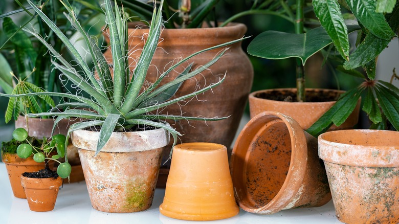 Multiple clay plant pots