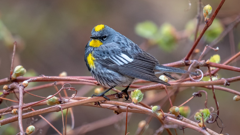 Warbler on a tree branch