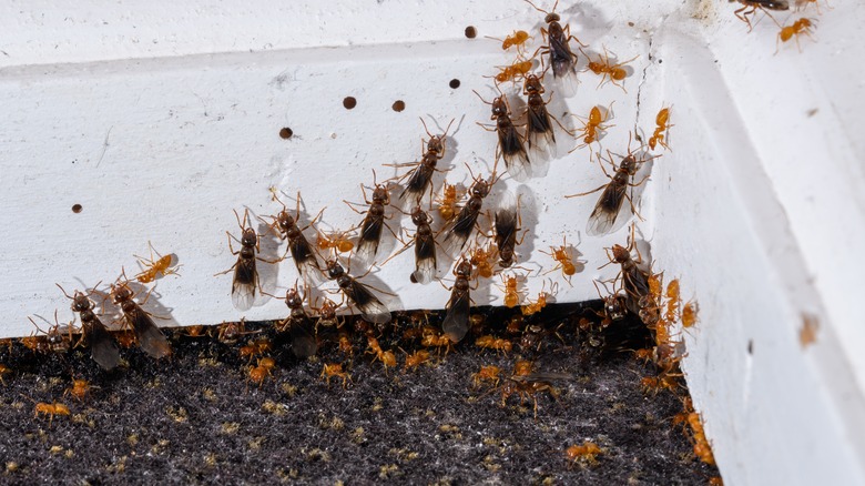 a swarm of flying ants