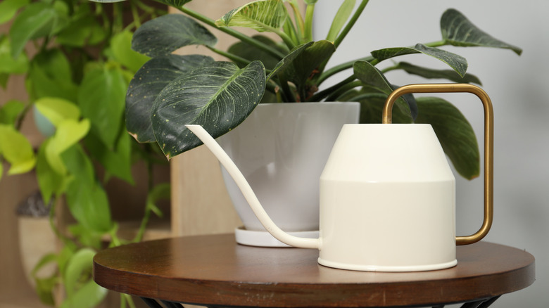 A houseplant in a white pot and a white watering can sit on a wooden side table.
