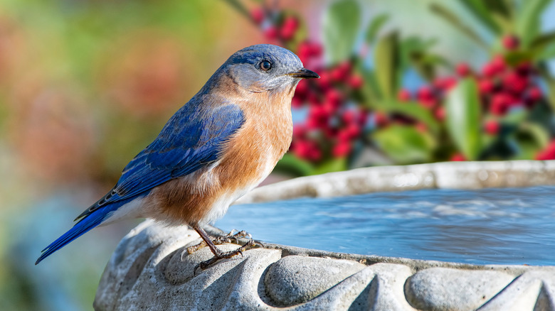 Bird on edge of birdbath