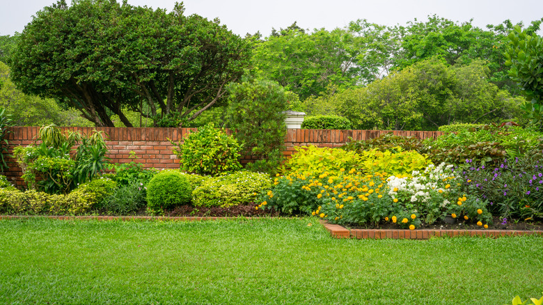 Bushes in yard