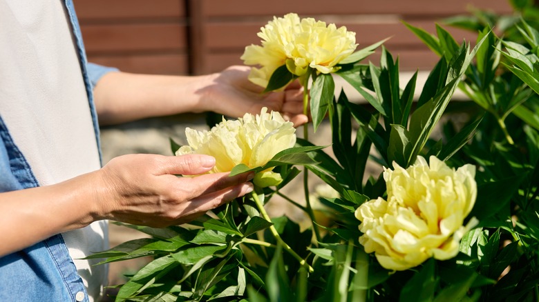 Person tending to yellow peonies