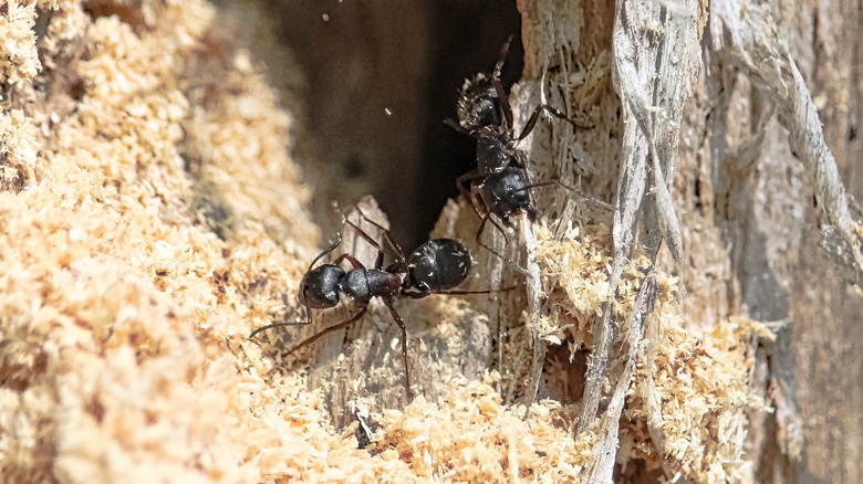 carpenter ants