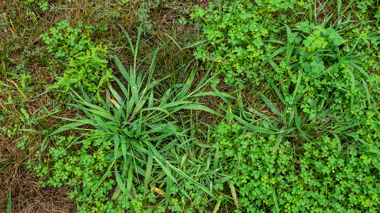 unkempt garden with quackgrass