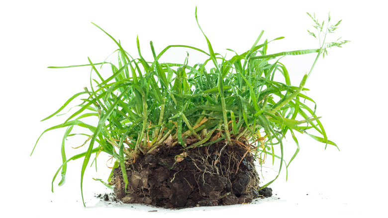 quackgrass dewdrop root