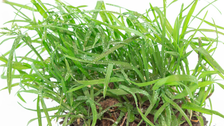 quackgrass sample