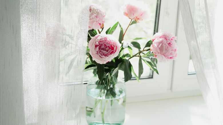 peonies in a vase by window