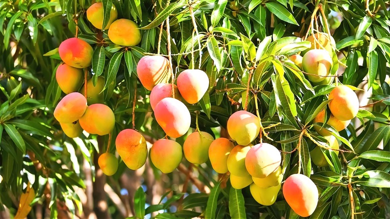 Mango tree with ripe fruits