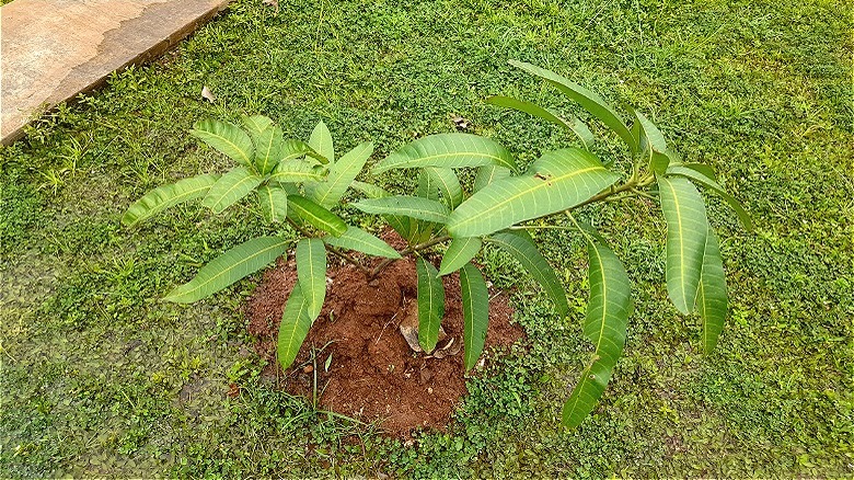Young mango tree in yard
