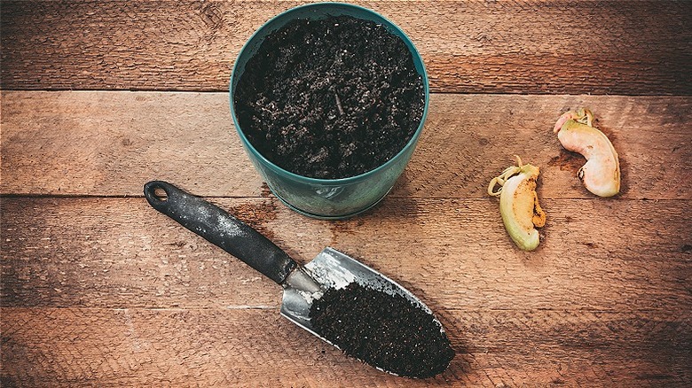 Mango tree planting supplies