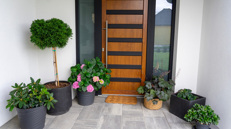Black and brown front door surrounded by plants in black pots