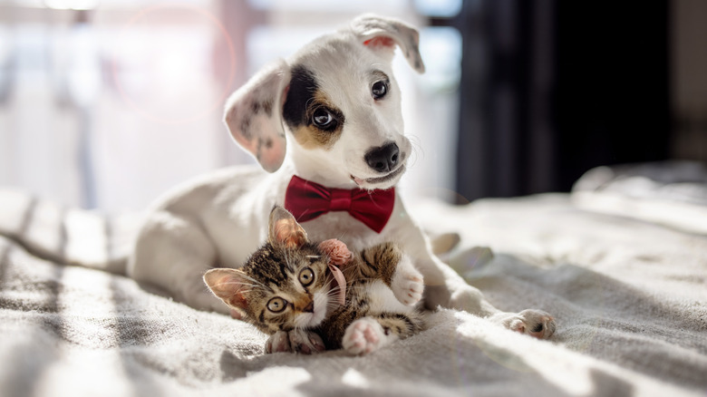 dog and cat on bed