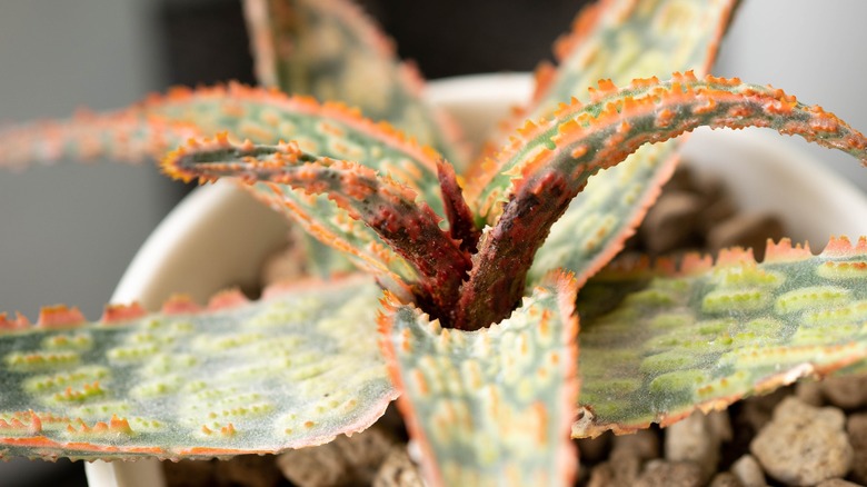 aloe diseased by mites