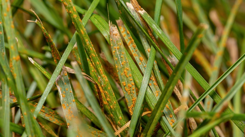 rust on grass leaves
