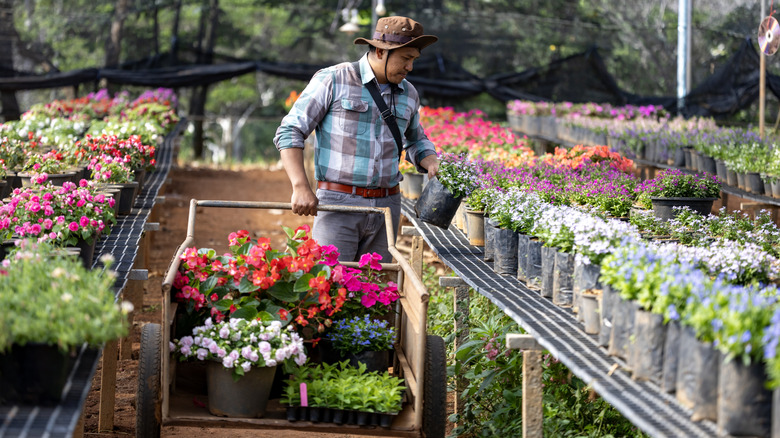 Person shopping for flowers at garden center