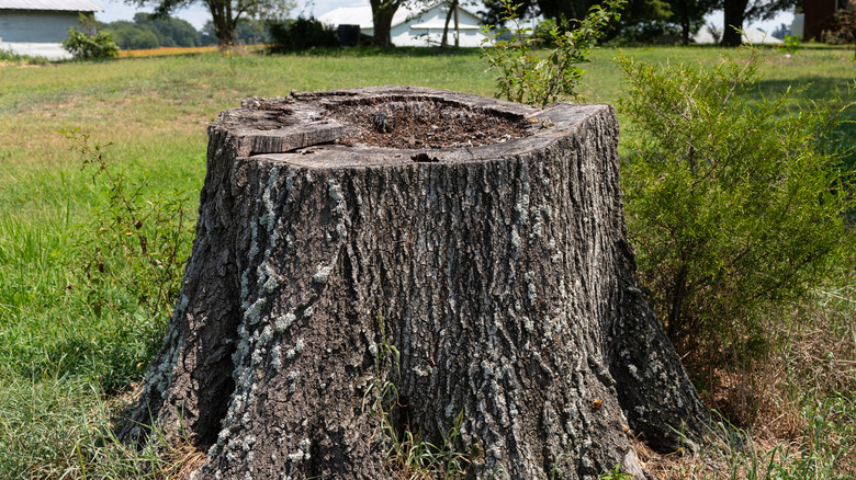 Large tree stump in backyard
