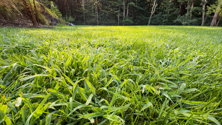 Tufts of crabgrass growing in a lawn