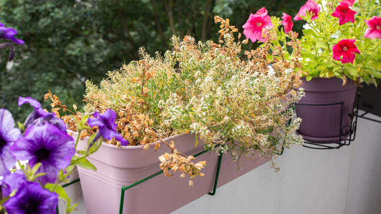Dying window box plant