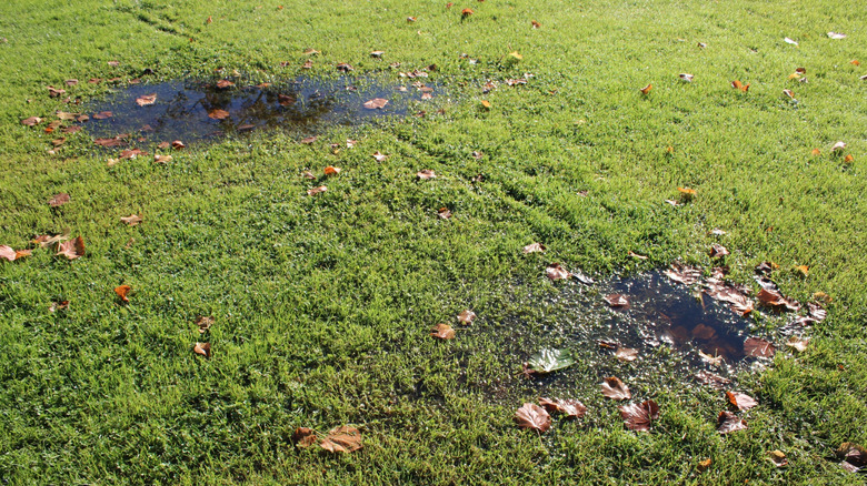 Two puddles with standing water in a lawn
