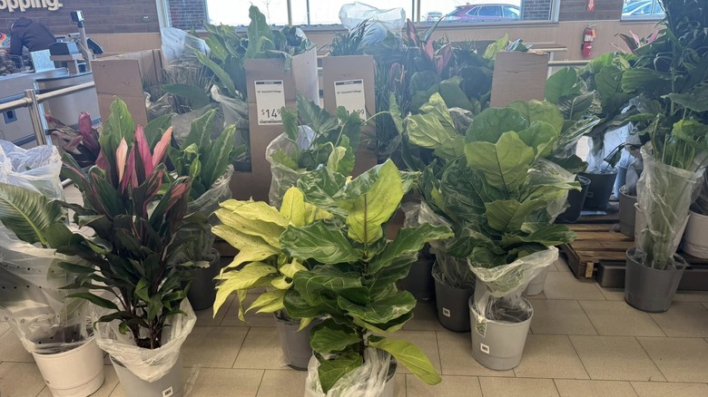 Various plants for sale at Aldi