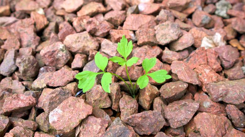 Red colored gravel with bright green weed growing up through it