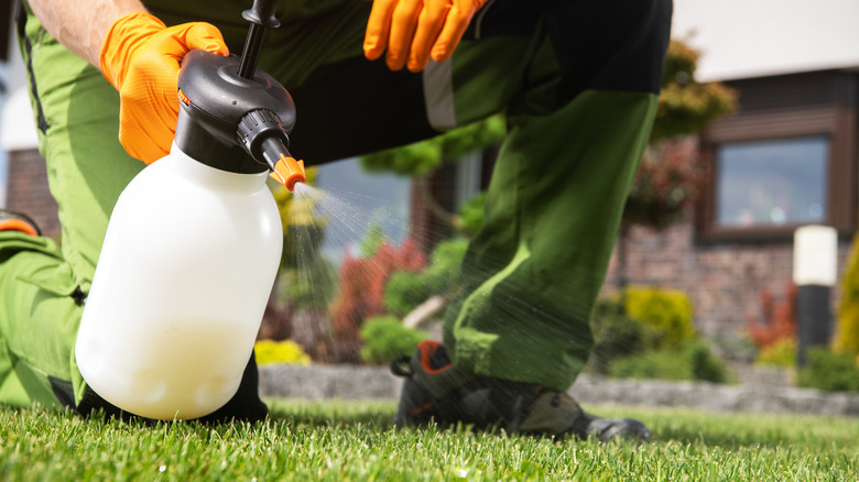 man spraying lawn