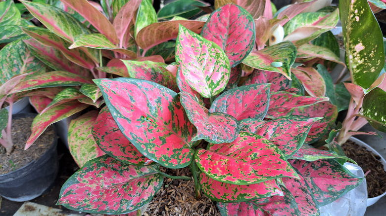 A stunning red Aglaonema in a pot among other varieties