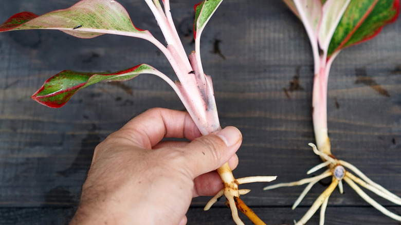 A hand holding Aglaonema cuttings which have developed roots