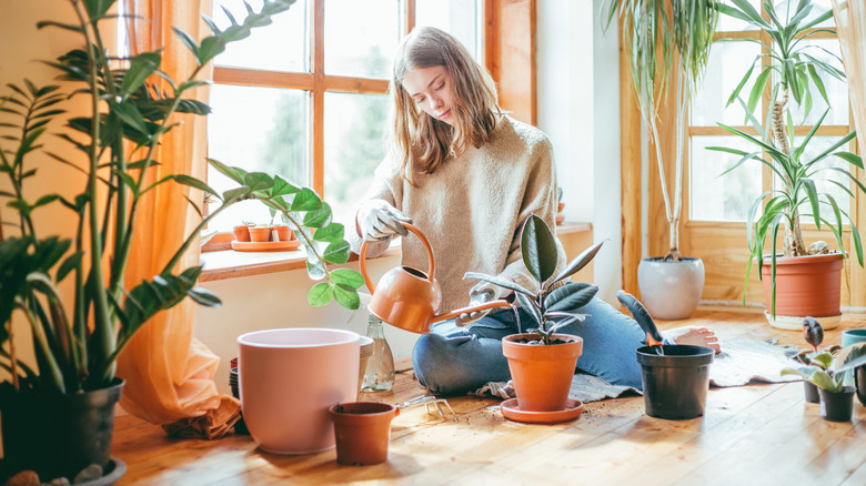 A woman watering her indoor plant on a drip plate