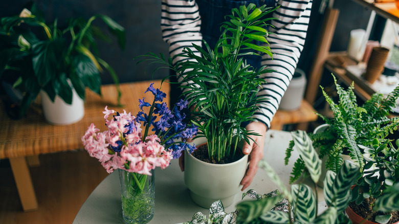 Person wearing a striped longsleeve shirt holds one of many flower pots on a table.