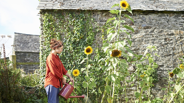 A woman waters her sunflowers growing against a wall.