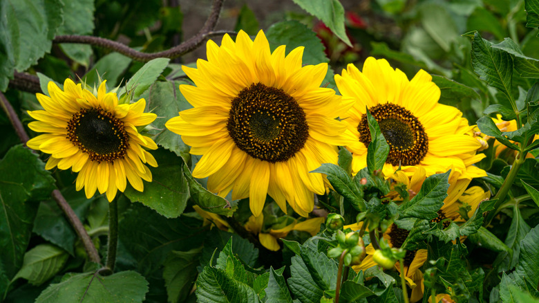 Ornamental sunflower flowers grow in a home garden.