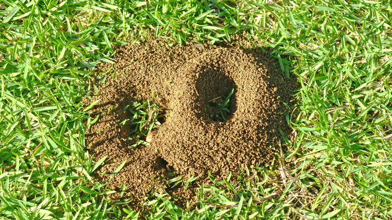 Ants build a nest on a green lawn