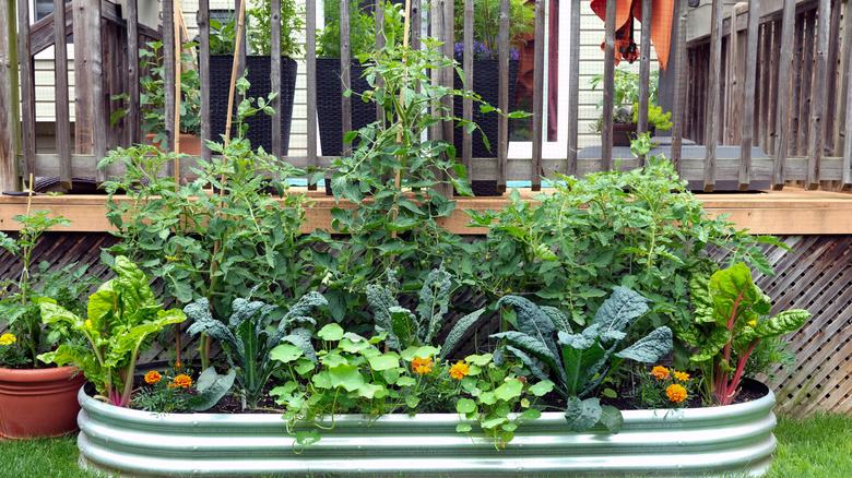 A metal container garden