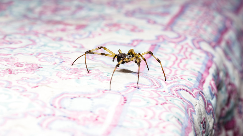 Spider walking on bed