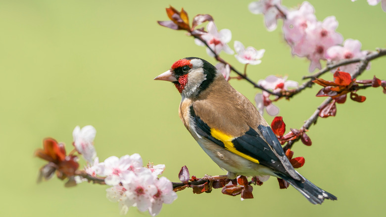 bird perched on flowering branch