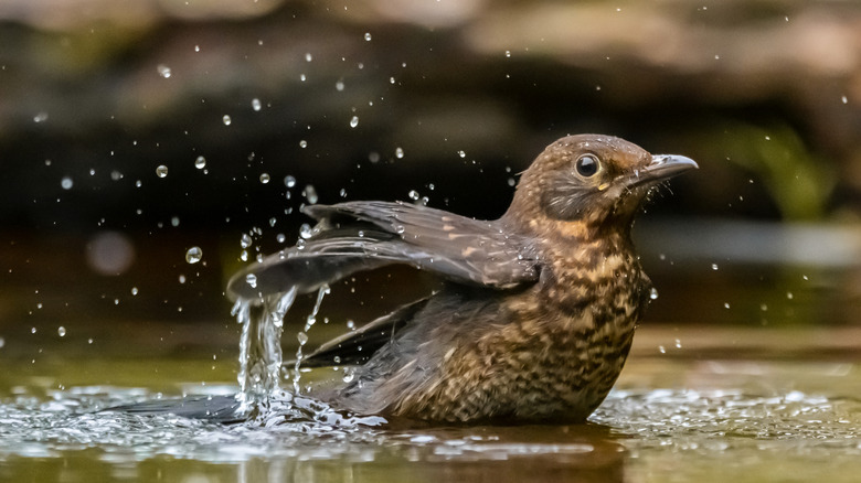 bird splashing in shallow water