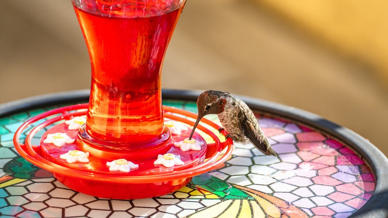 hummingbirds at feeder