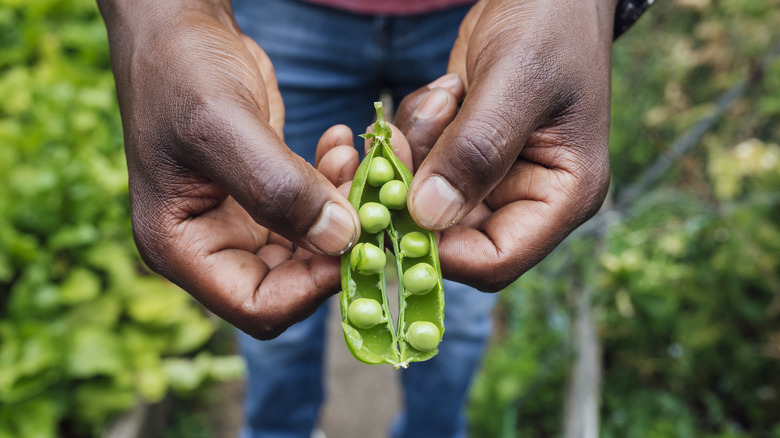man holding fresly-grown peas