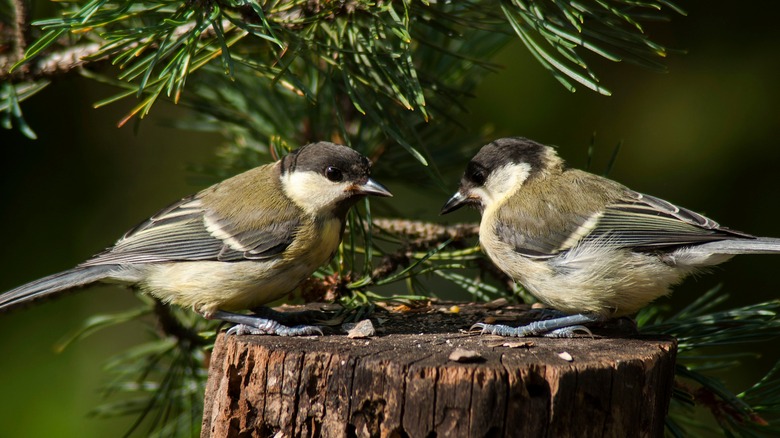 Birds on log
