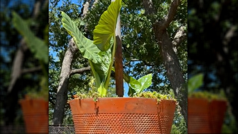 A textured plastic pot, covered with paint and dirt to look like terracotta, houses an elephant ear plant.