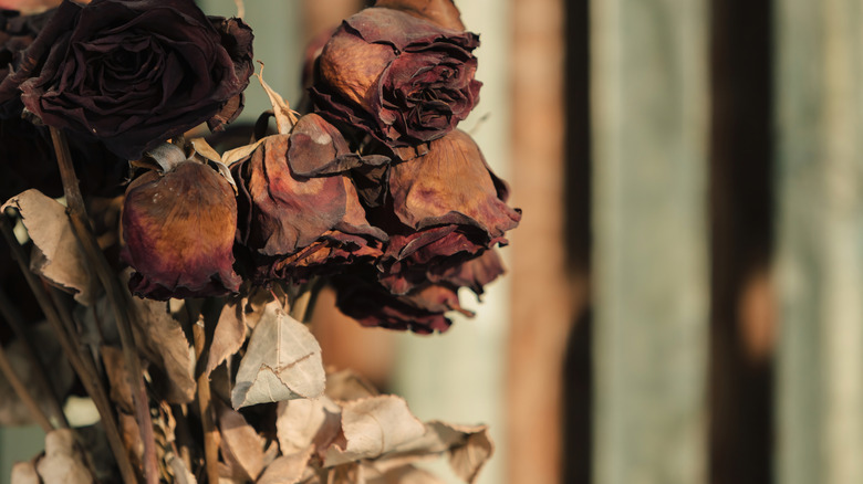 faded roses in a vase