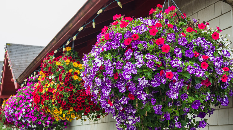 Three flowering hanging flowers hang on a roof.