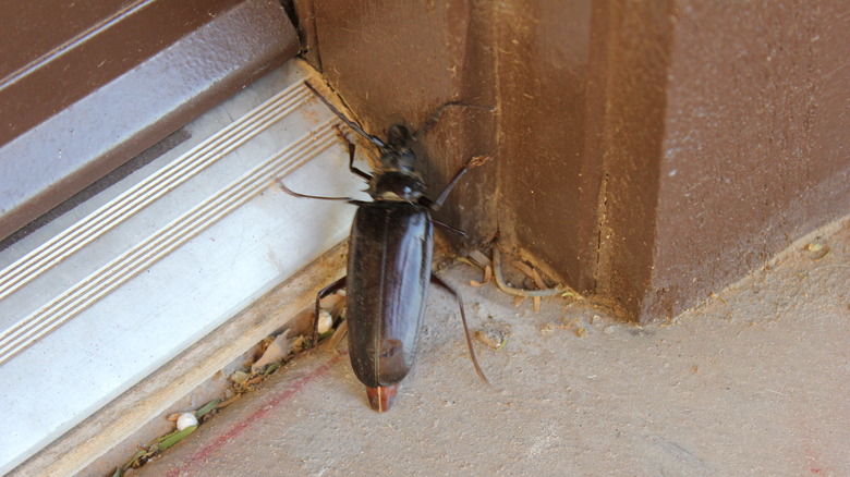 A large brown beetle on concrete outside of a door.