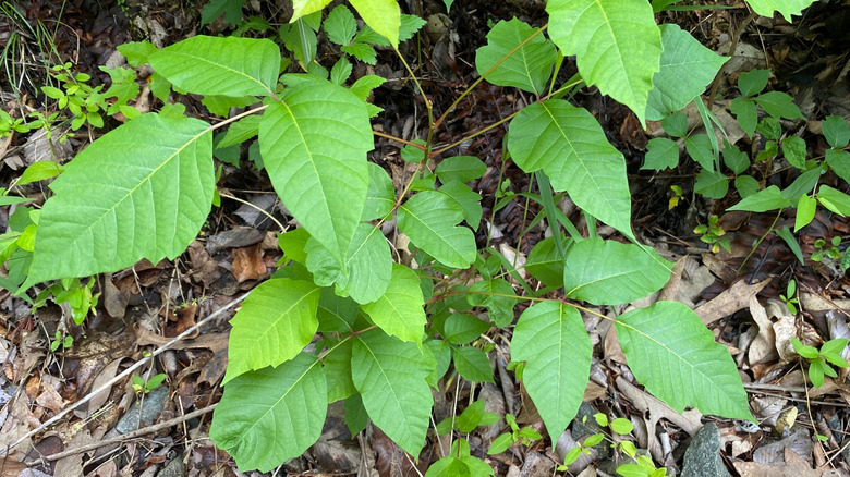 Poison ivy growing low to the ground