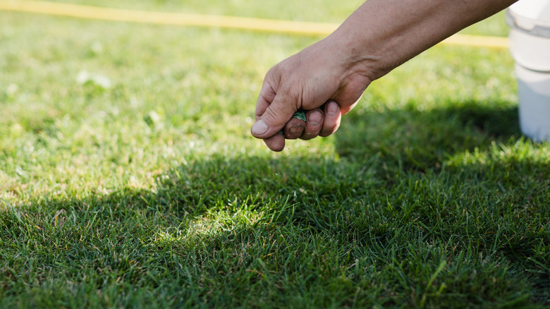 Person spreading grass seeds