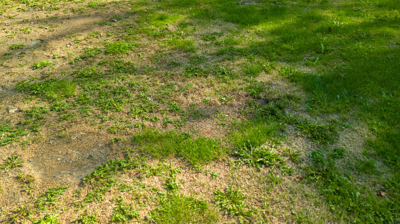 Patchy lawn
