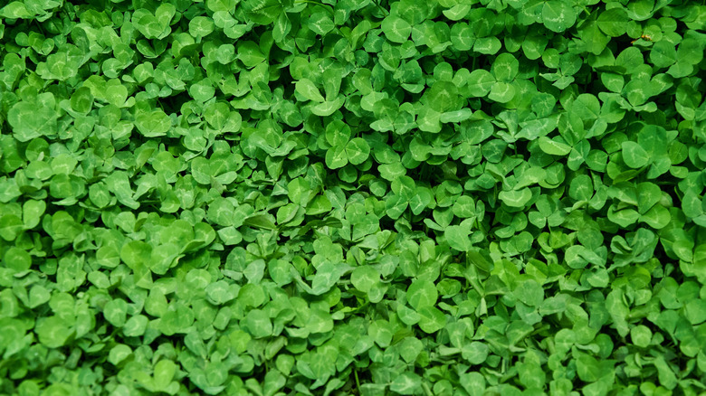 Close-up of clover