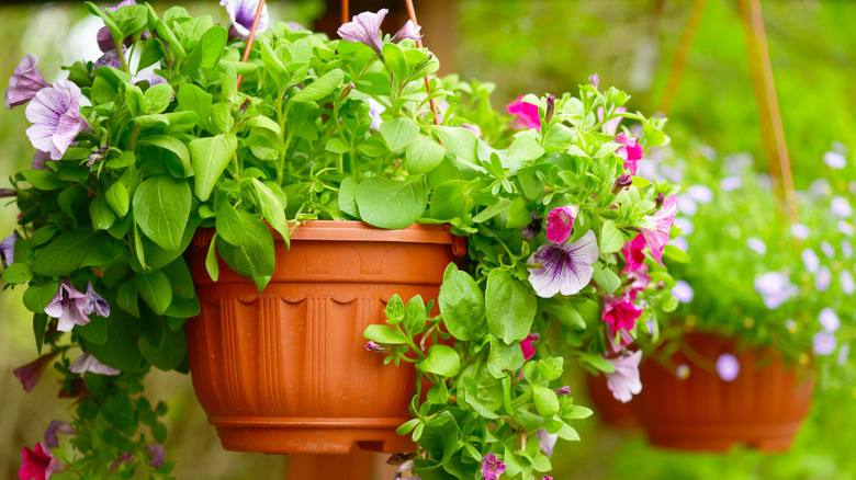 orange hanging basket with flowers